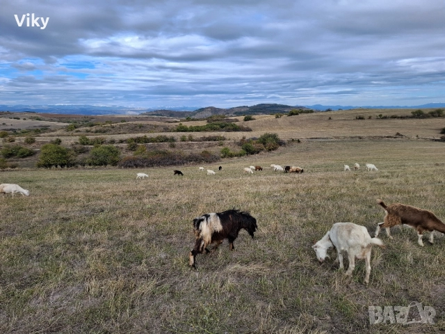 ярета на свободна паша, снимка 11 - Кози - 51962195