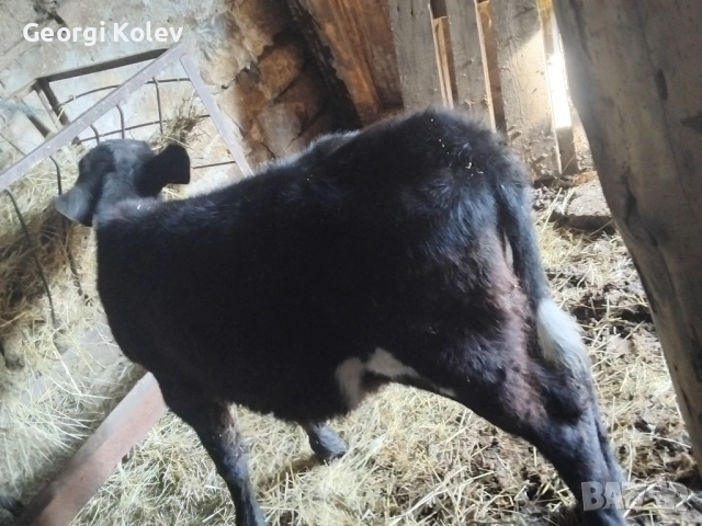 Абърдийн на първо теле и женско теленце на 2 месеца , снимка 4 - Крави - 52425618