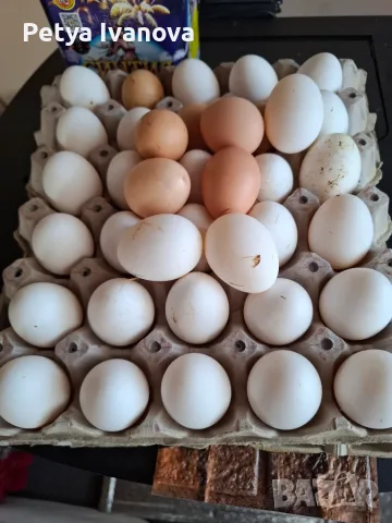 Продаваме домашни яйца , снимка 2 - Други стоки за животни - 55737970