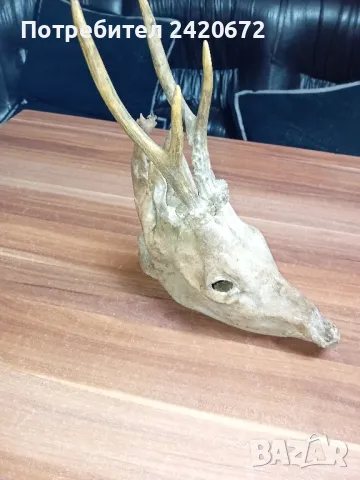глава сърандак с рогца, снимка 3 - Други ценни предмети - 48278830
