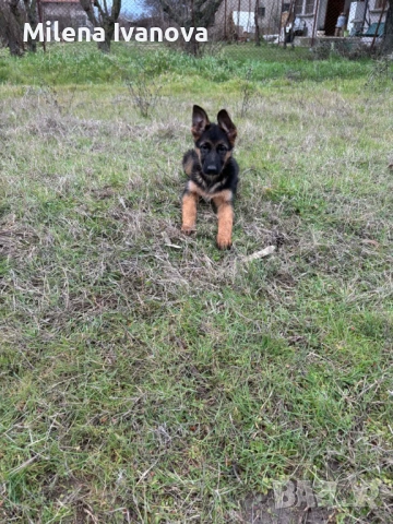 Немски овчарки от легитимен развъдник , снимка 5 - Немска овчарка - 52801099