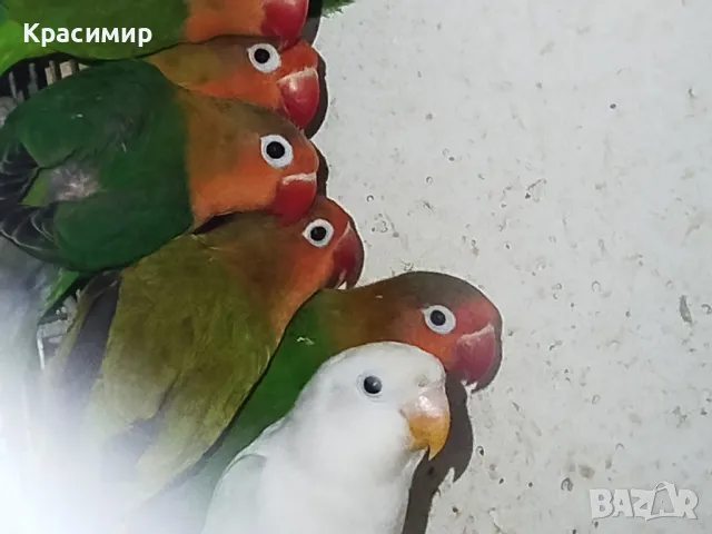 различни видове птици , снимка 1