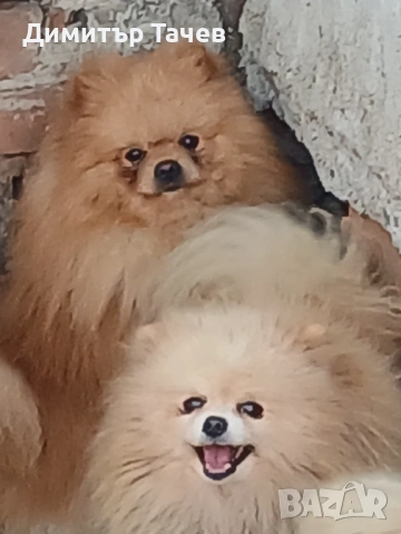 Мъжки померан за разплод