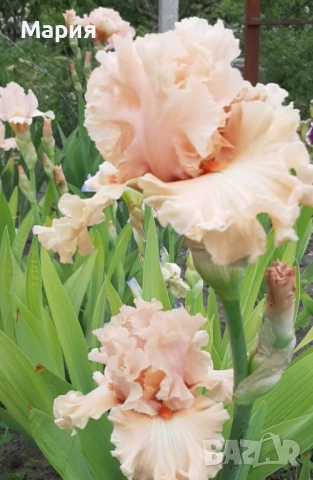 Сортови вискоки ириси /брадати ириси/обикновенни ириси, снимка 2 - Градински цветя и растения - 50578301