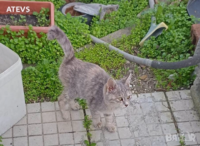 Малко коте търси дом!, снимка 5 - Други - 52517200