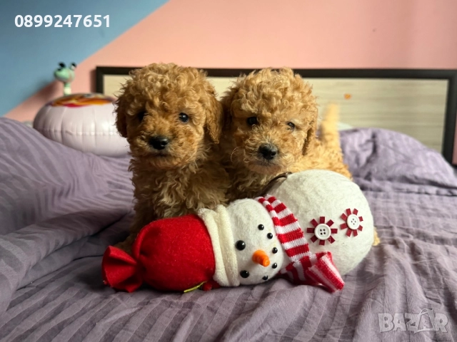 Пудел той, снимка 2 - Пудели - 52751792