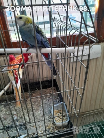 розела жълтоглава , снимка 2 - Папагали - 51330051