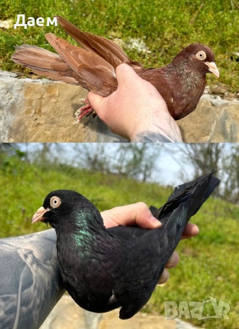 Поморийски Ролер Силни на въртене