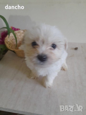 Продавам болонка , снимка 2 - Болонка - 47874174