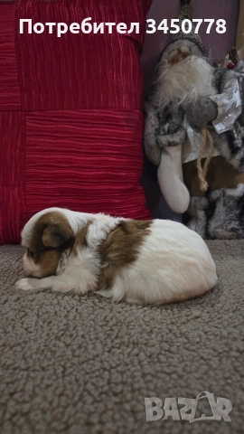 мини йоркшири бяли, снимка 13 - Йоркширски териер - 52826082