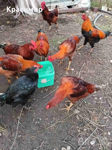 Продавам кокошки, петли породисти, неми патици., снимка 7 - Патици и гъски - 48682860