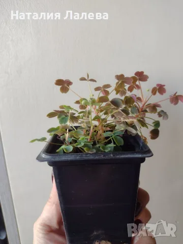 Оксалис, Oxalis vulcanicola Sunset Velvet, снимка 3 - Стайни растения - 56304030