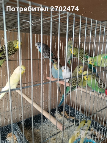 вълнисти папагали , снимка 4 - Папагали - 53657899