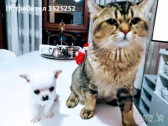 ПРОДАВАМ  ЧИХУАХУА-МИНИ , БЯЛО МОМЧЕНЦЕ НА 2 М. СЪС  ЗДРАВЕН ПАСПОРТ ! , снимка 7 - Чихуахуа - 52811877