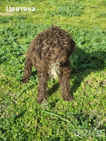 Лагото Романьоло