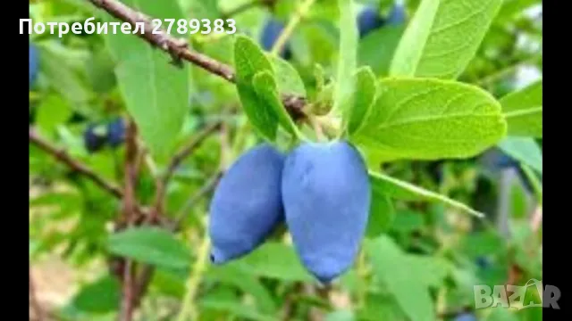 Майска боровинка , снимка 1