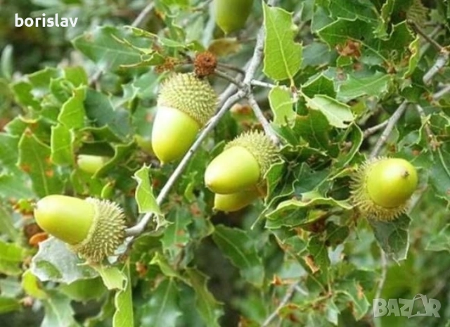 Билка Пърнар(лекува бъбречни заболявания, камъни в бъбреците, инфекции и бактерии в урината), снимка 2 - Разсади - 42748119