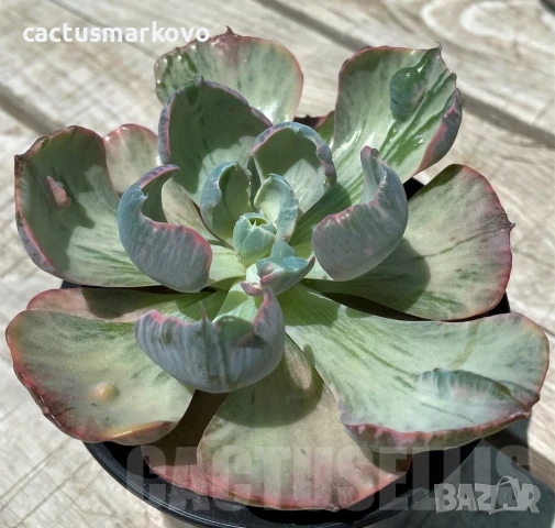 Echeveria ‘Beyoncé Rainbow’, снимка 3 - Стайни растения - 50819973
