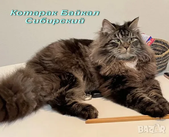 Сибирчета, сибирска котка, сибирски котенца, сибирско коте, хипоалергенни, рижи момчета, снимка 12 - Сибирски - 56150013