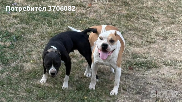 Породава се женска с поставена първа ваксина и паспорт , снимка 5 - Американски стафордширски териер - 52804704