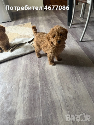 mini Toypudel  мъжко и женско на 3 месеца, снимка 3 - Пудели - 53215062