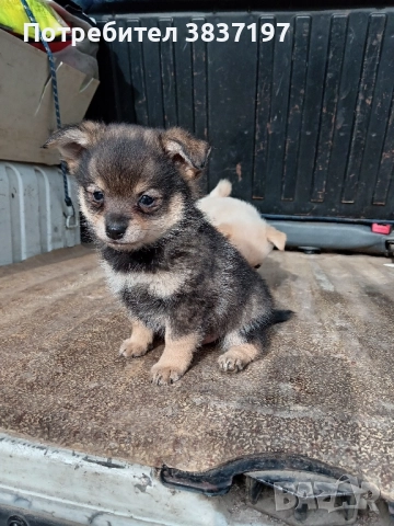 мъжки и женски кученца, снимка 8 - Померан - 52864204