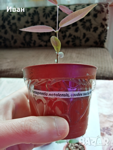 Суколент petopentia natalensis , снимка 1 - Стайни растения - 44804777