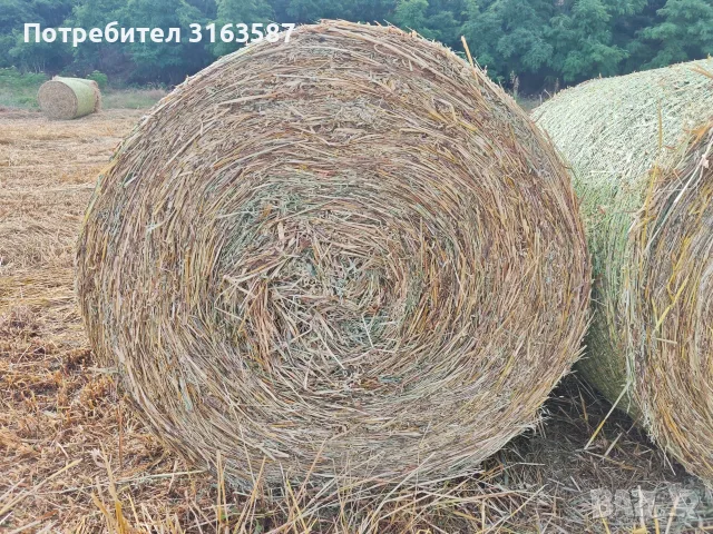 Бали овес със зърното, снимка 4 - За селскостопански - 56303252