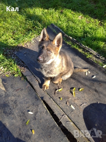 Немска овчарка,сивак, снимка 2 - Немска овчарка - 52850979