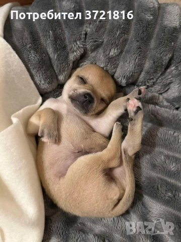 Мъжко чихуахуа на 60 дни с паспорт и две ваксини , снимка 3 - Чихуахуа - 52696074