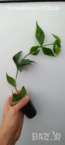 Hoya polyneura, снимка 2 - Стайни растения - 52988000