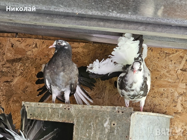 Продавам гълъби фенерлии, снимка 5 - Гълъби - 54212789