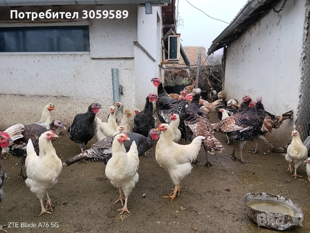 Пуйки и пуяци на половин година и петлета, снимка 3 - Кокошки и пуйки - 52061726