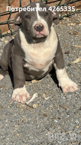 Американско були XL, снимка 4 - За кучета - 51167455