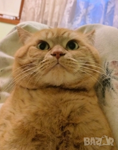 Продавам британец за разплод или за домашен любимец, снимка 2 - Британска късокосместа - 51553904