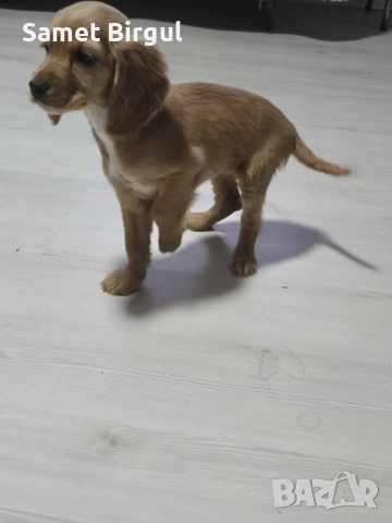 Prodavam 200 lv., снимка 6 - Кокер шпаньол - 52515067