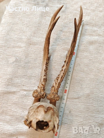 Много Стар Ловен Трофей Череп с Рога на Сръндак, снимка 4 - Други - 50917166