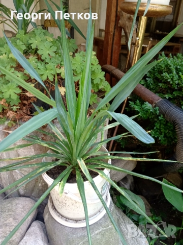 Юка/Столетник, снимка 8 - Градински цветя и растения - 51857643