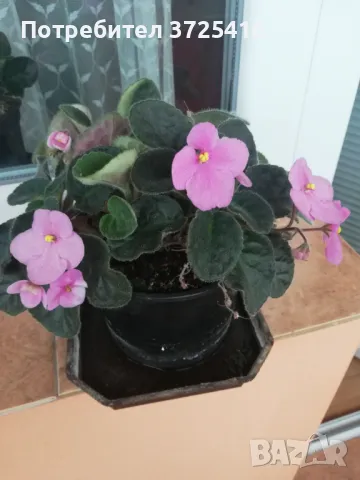 Стайни цветя, различни , снимка 3 - Стайни растения - 49680252