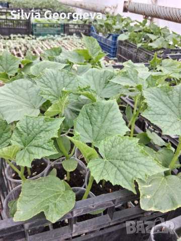 Разсад краставици