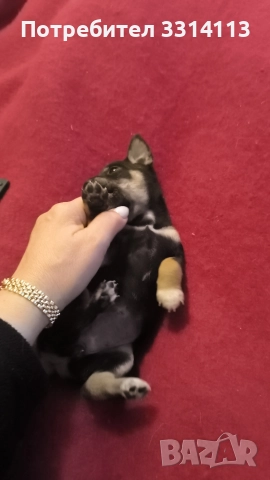 чихуахуа , снимка 3 - Чихуахуа - 52935666