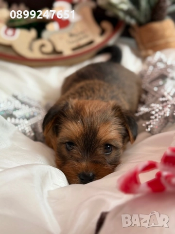 Йоркширски териер , снимка 4 - Йоркширски териер - 52857786