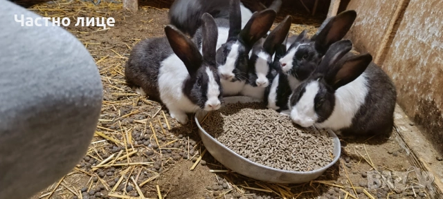 Продавам 5 женски млади холандски зайки, снимка 5 - Други - 54044428