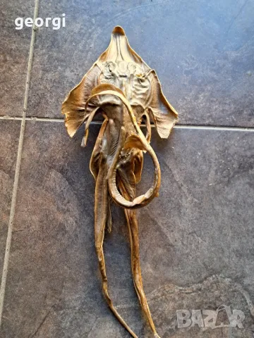 препарирана екзотична риба  7/4, снимка 4 - Декорация за дома - 49854710