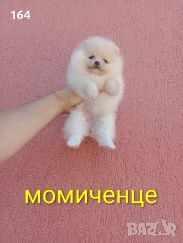 Мини момиченце. Померан., снимка 4 - Померан - 52666763