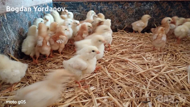 Продавам пилета носачки Ломан Браун. , снимка 3 - Кокошки и пуйки - 55778858