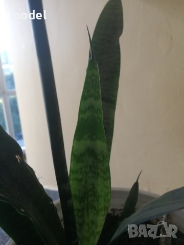 Цвете Сансевиера индийски меч