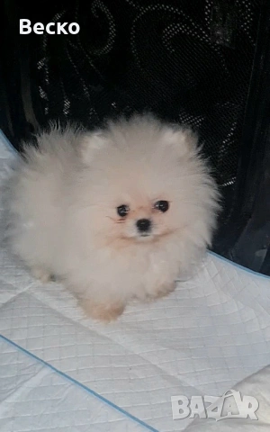 Померан мини женски , снимка 3 - Померан - 53158238