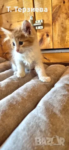 Продавам сибирски котенца , снимка 3 - Сибирски - 55796472