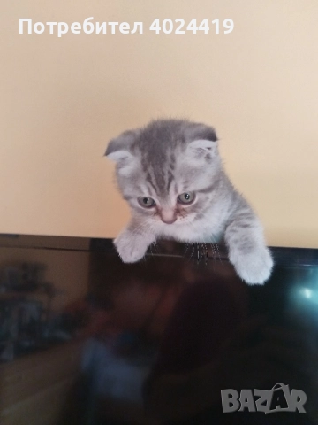 малки котенца, снимка 3 - Британска късокосместа - 52258422